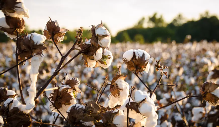 Natural Cotton Pillows