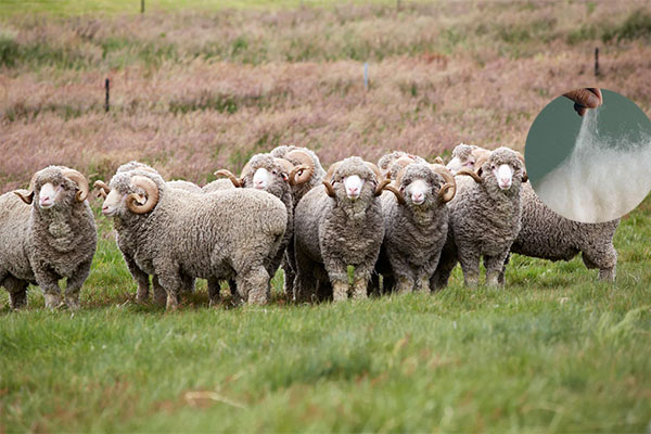 Natural Wool Pillows